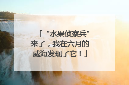 “水果侦察兵”来了，我在六月的威海发现了它！