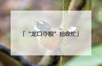 “龙口夺粮”抢收忙