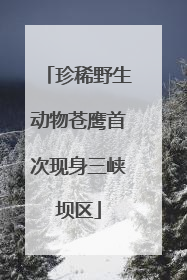 珍稀野生动物苍鹰首次现身三峡坝区
