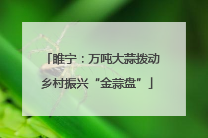 睢宁：万吨大蒜拨动乡村振兴“金蒜盘”