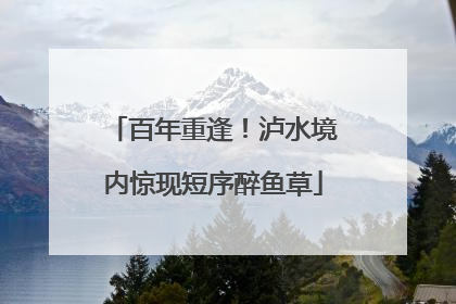 百年重逢！泸水境内惊现短序醉鱼草