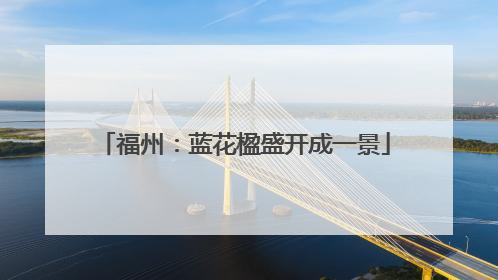 福州：蓝花楹盛开成一景