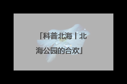 科普北海丨北海公园的合欢