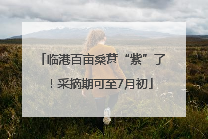 临港百亩桑葚“紫”了！采摘期可至7月初