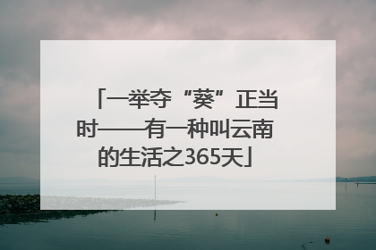 一举夺“葵”正当时——有一种叫云南的生活之365天