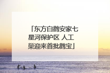 东方白鹳安家七星河保护区 人工巢迎来首批鹳宝