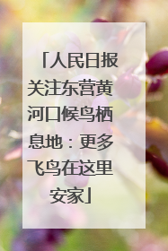 人民日报关注东营黄河口候鸟栖息地：更多飞鸟在这里安家