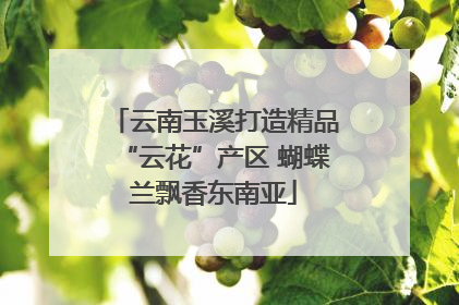 云南玉溪打造精品“云花”产区 蝴蝶兰飘香东南亚