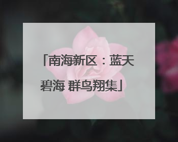南海新区：蓝天碧海 群鸟翔集