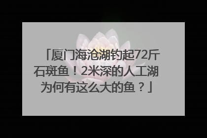 厦门海沧湖钓起72斤石斑鱼！2米深的人工湖为何有这么大的鱼？