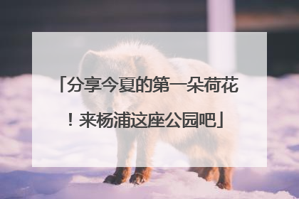 分享今夏的第一朵荷花！来杨浦这座公园吧