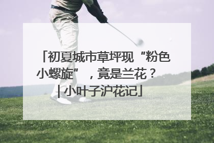 初夏城市草坪现“粉色小螺旋”，竟是兰花？ | 小叶子沪花记
