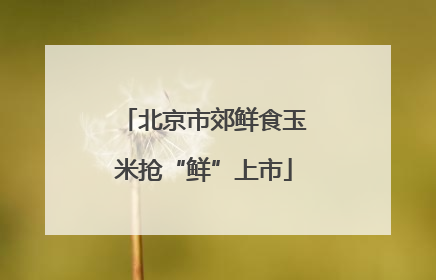 北京市郊鲜食玉米抢“鲜”上市
