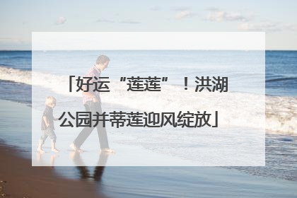 好运“莲莲”！洪湖公园并蒂莲迎风绽放