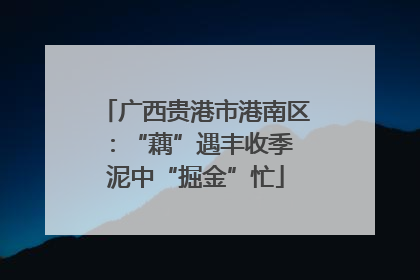 广西贵港市港南区：“藕”遇丰收季 泥中“掘金”忙