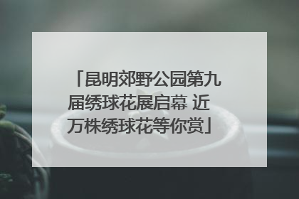 昆明郊野公园第九届绣球花展启幕 近万株绣球花等你赏