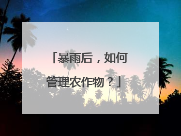 暴雨后，如何管理农作物？