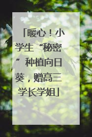 暖心！小学生“秘密”种植向日葵，赠高三学长学姐