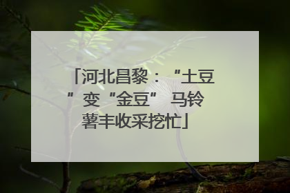 河北昌黎：“土豆”变“金豆” 马铃薯丰收采挖忙