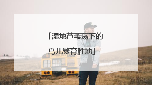 湿地芦苇荡下的鸟儿繁育胜地