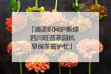 滴灌织网护新绿 四川旺苍茶园抗旱保茶管护忙
