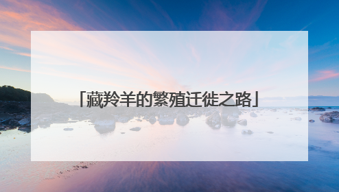 藏羚羊的繁殖迁徙之路