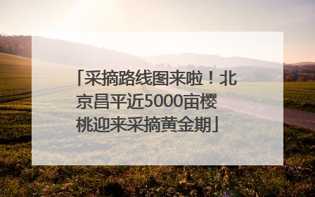 采摘路线图来啦！北京昌平近5000亩樱桃迎来采摘黄金期