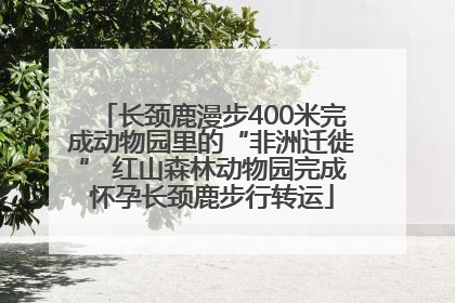 长颈鹿漫步400米完成动物园里的“非洲迁徙” 红山森林动物园完成怀孕长颈鹿步行转运