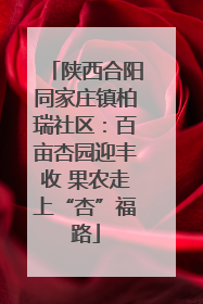陕西合阳同家庄镇柏瑞社区：百亩杏园迎丰收 果农走上“杏”福路
