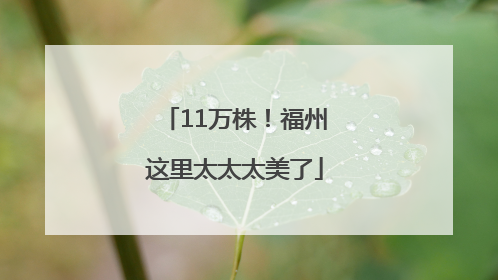 11万株！福州这里太太太美了